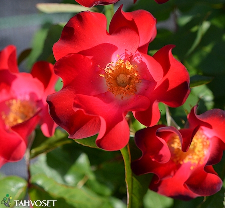 Rosa Easy Elegans 'Screaming Neon Red', pensasruusu